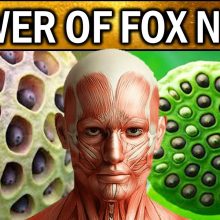 10 INCREDIBLE Health Benefits of FOX NUTS, LOTUS SEEDS, MAKHANA or WATER LILY SEEDS